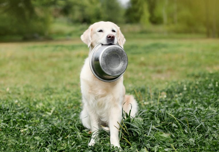 Beautiful Golden Retriever dog holding in teeth a bowl on grass