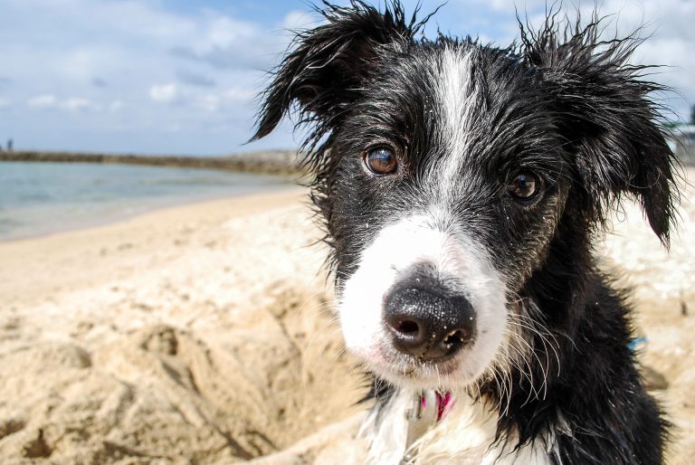 collie-puppy-on-the-beach.jpg
