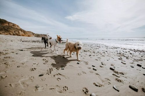 Dogs Playing Together on a sandy Beach