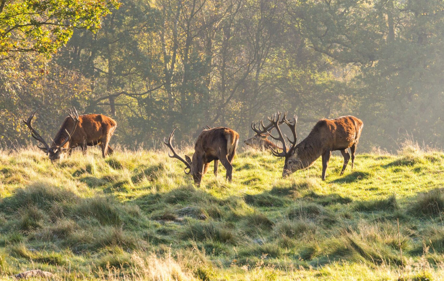 Group Of Red Deer Stags Grazing At Tatton Park, Knutsford, Chesh