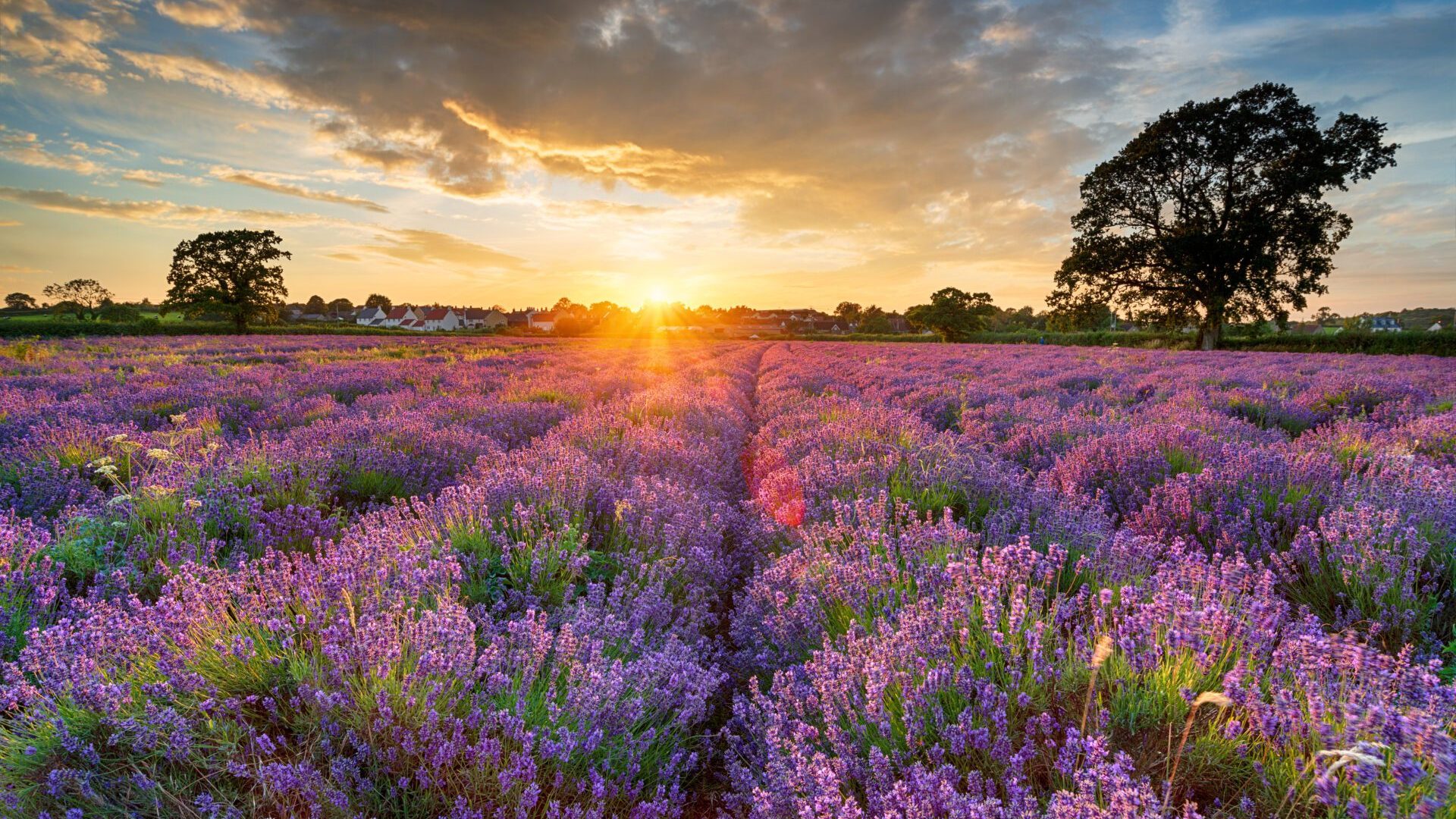 Stunning Sunset Over Fields Of Lavender In Somerset