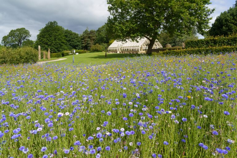 Large Flower Bed Full Of Cornflowers,Alpine House In The Backgro