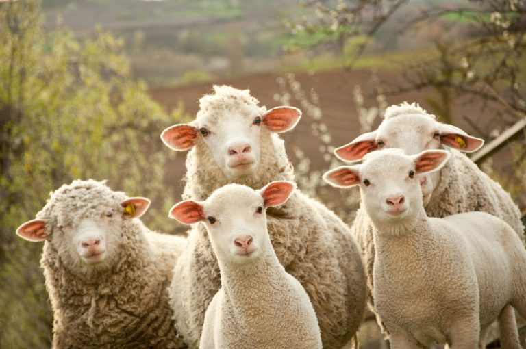 Sheep On Pasture