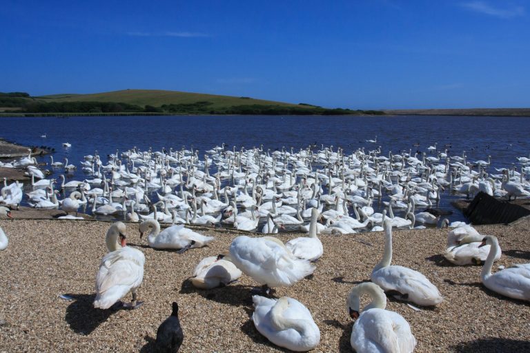 Natural View Of A Colony Of Mute Swans At Abbotsbury Swannery