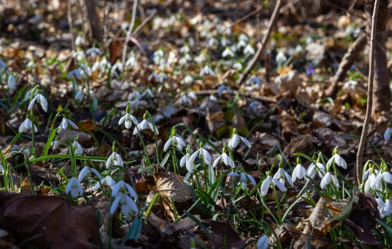 Early Spring Snowdrops, Galanthus Nivalis, Selective Focus And Diffused Background
