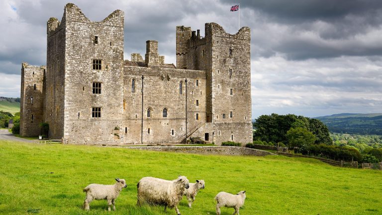 Sheep grazing in front of Bolton Castle, Wensleydale