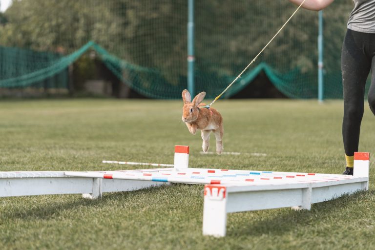 Bunny Jumping Rabbit Competition