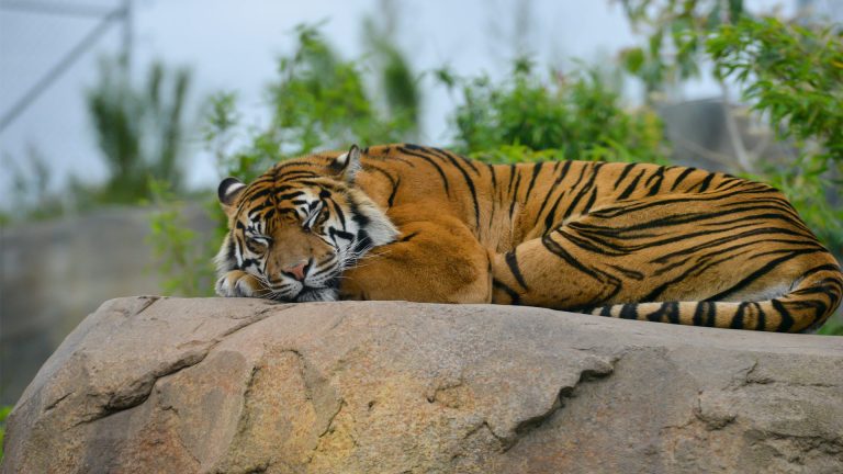 A tiger sleeping at Chester Zoo