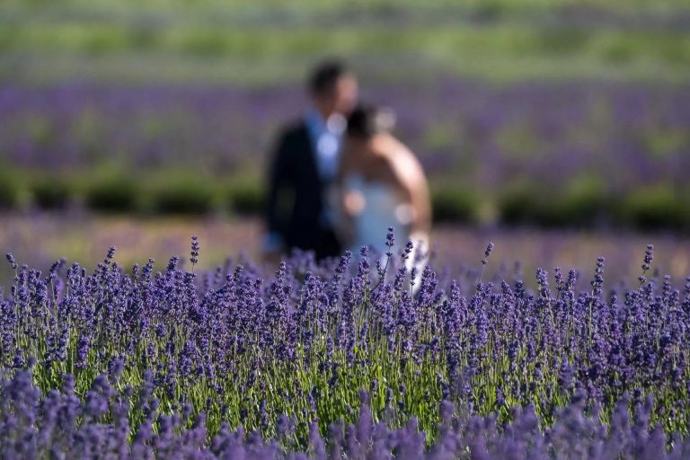 Couple in lavender field
