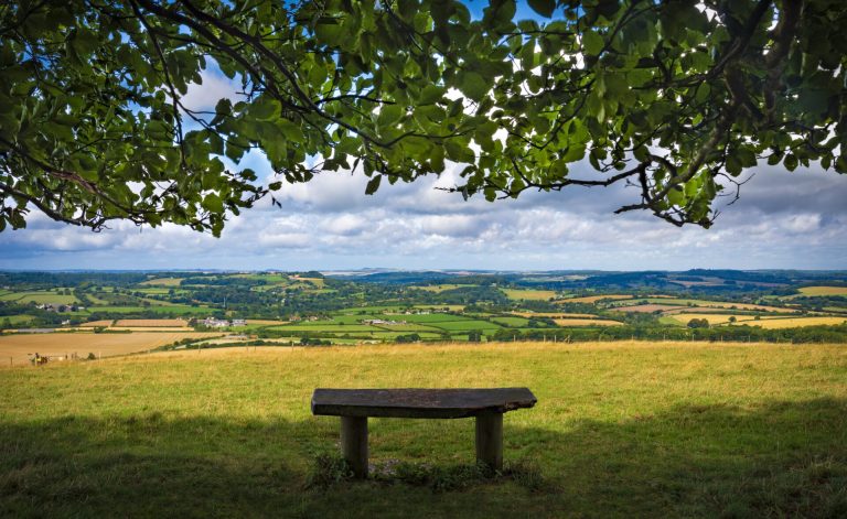 Bench Under Trees On Top Of Win Green, Wiltshire