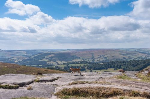 Dog In The Peak District