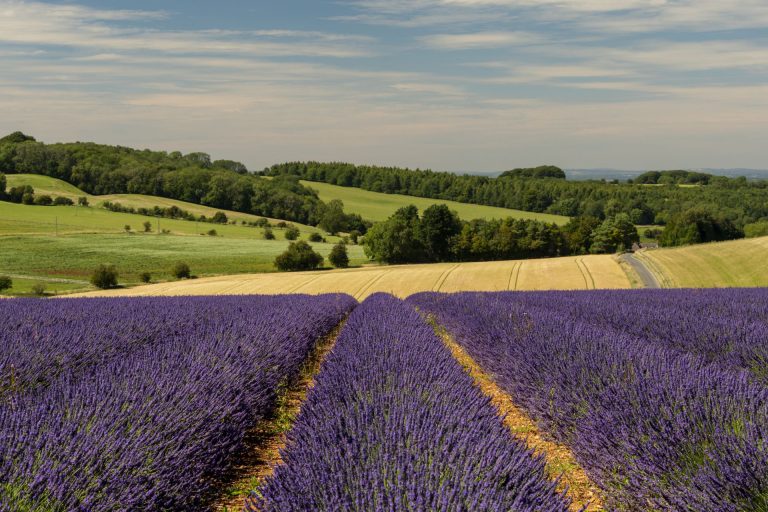 Lavender Fields At Snowshill, Cotswolds
