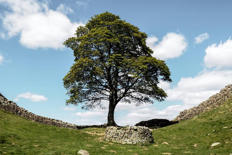 A single tree with a stone wall