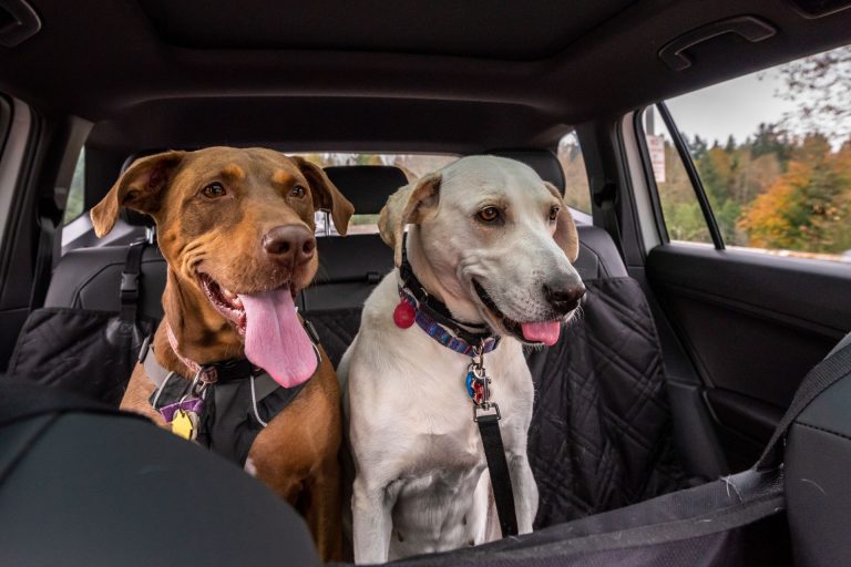 Two dogs safely strapped into the back seat of a car ready to travel.