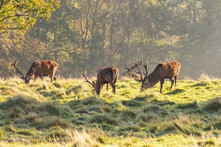 Group Of Red Deer Stags Grazing At Tatton Park, Knutsford, Chesh