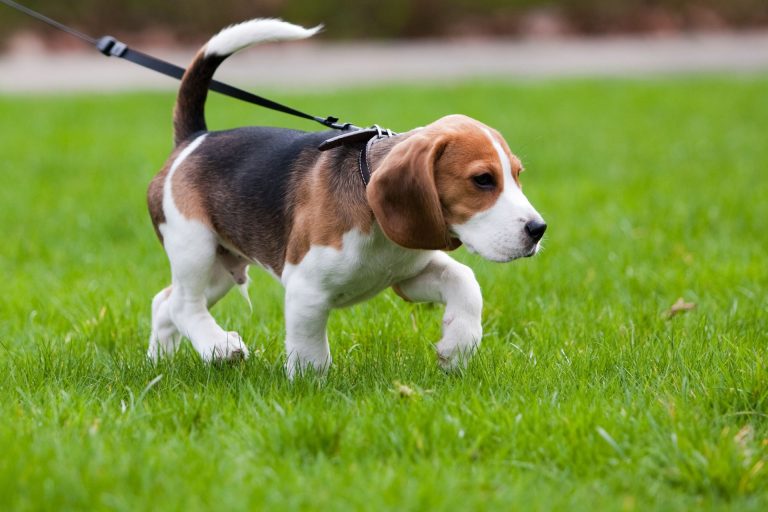 Dog on a lead walking on grass.