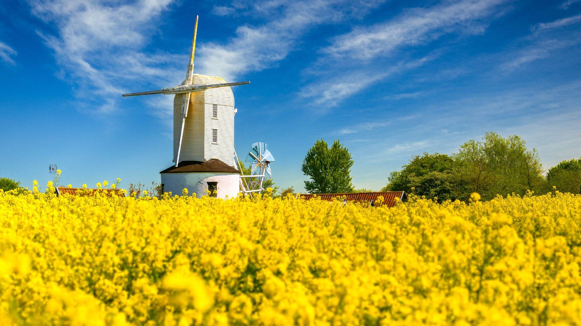 A yellow flower field with a windmill in Suffolk