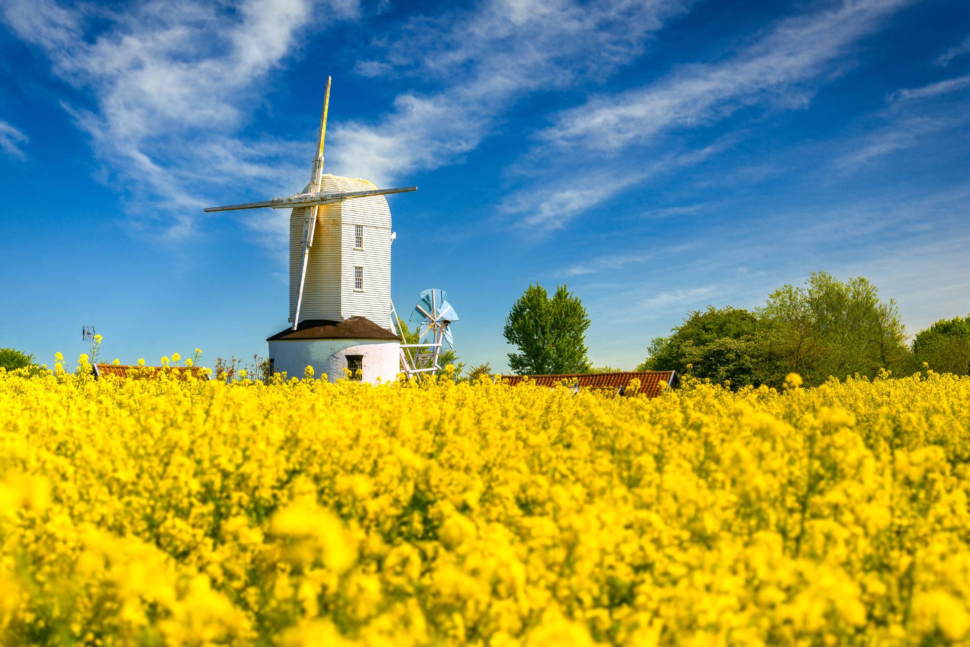 A yellow flower field with a windmill in Suffolk