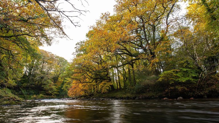 Trees lining The River Dart