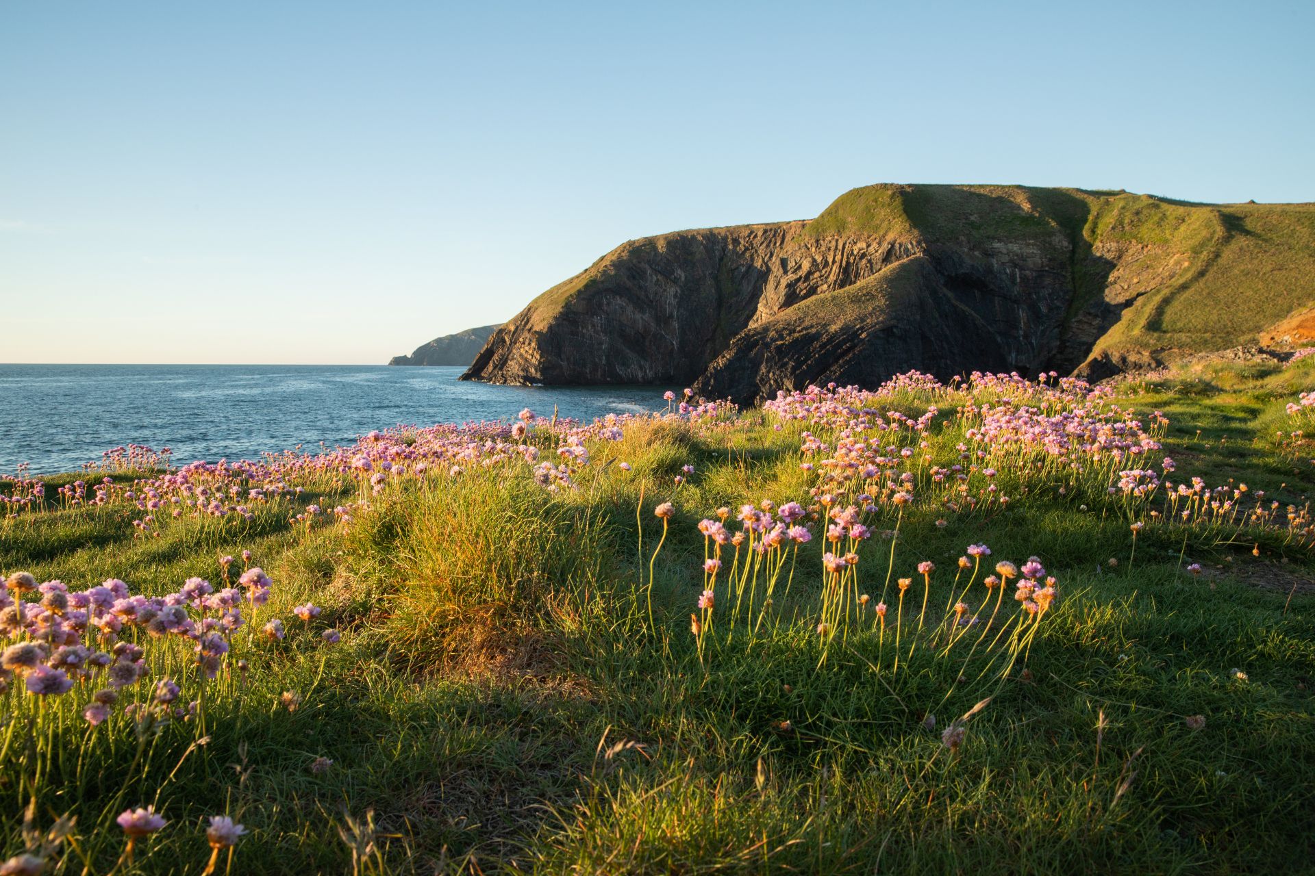 Flowers and hills overlooking the sea in Pembrokeshire
