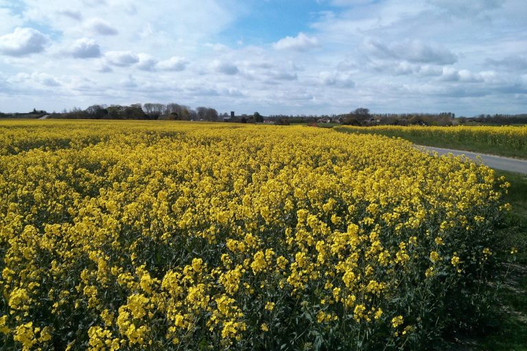 A flower field with a distant town in Waveney Valley