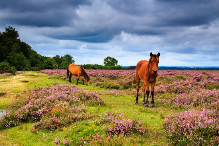 Wild Ponies Grazing In The New Forest In Hampshire