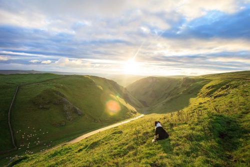 A dog sat on a hill watching sheep on a sunny day