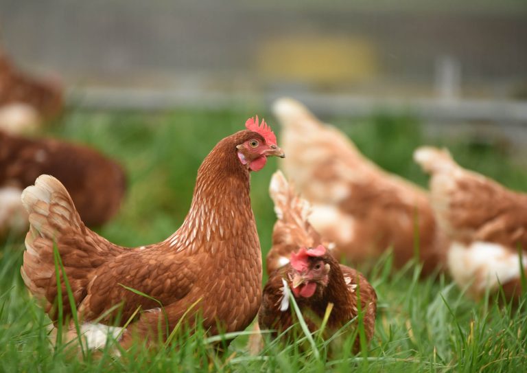 Free range hens in long green grass