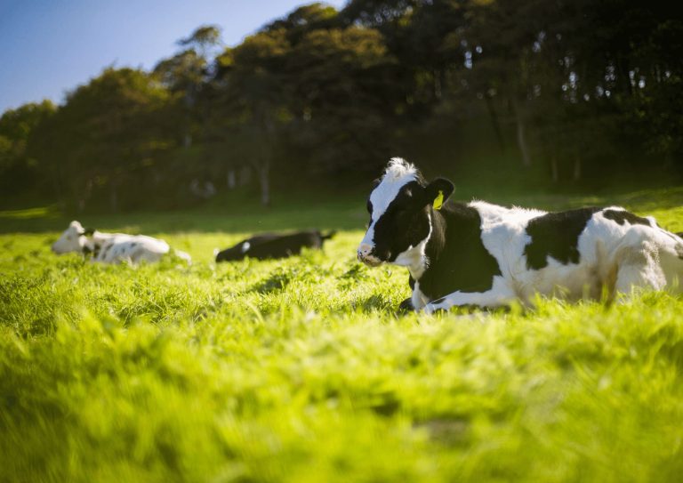A group of dairy cows in a green field