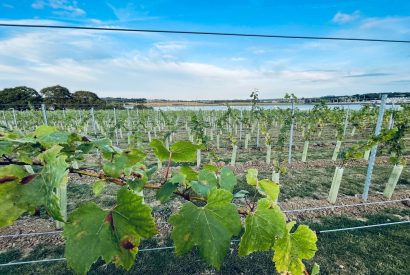 A vineyard overlooking the sea at Brickworks and Vines, Isle of Wight