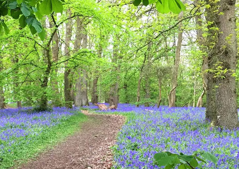 Gaer Fawr Woods in may with carpets of bluebells, just outside the village of Guilsfield