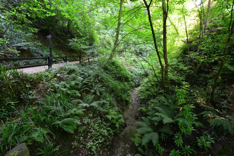 The lush, green gorge at Shanklin Chine on the Isle of Wight