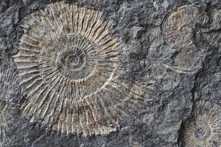 An imprint of an ammonite fossil in the rock