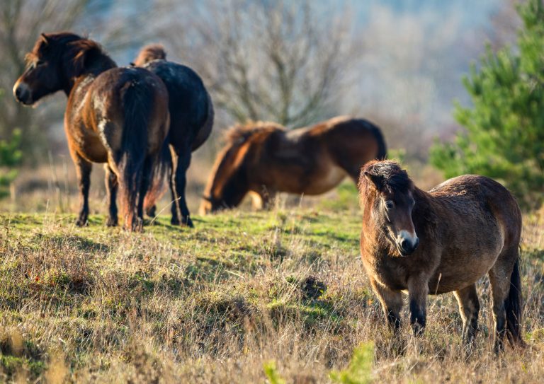 Exmoor ponies grazing where they have been living freely on Exmoor for thousands of years