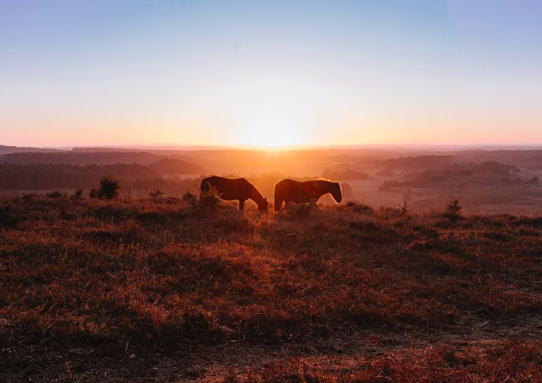 New Forest pony silhouettes