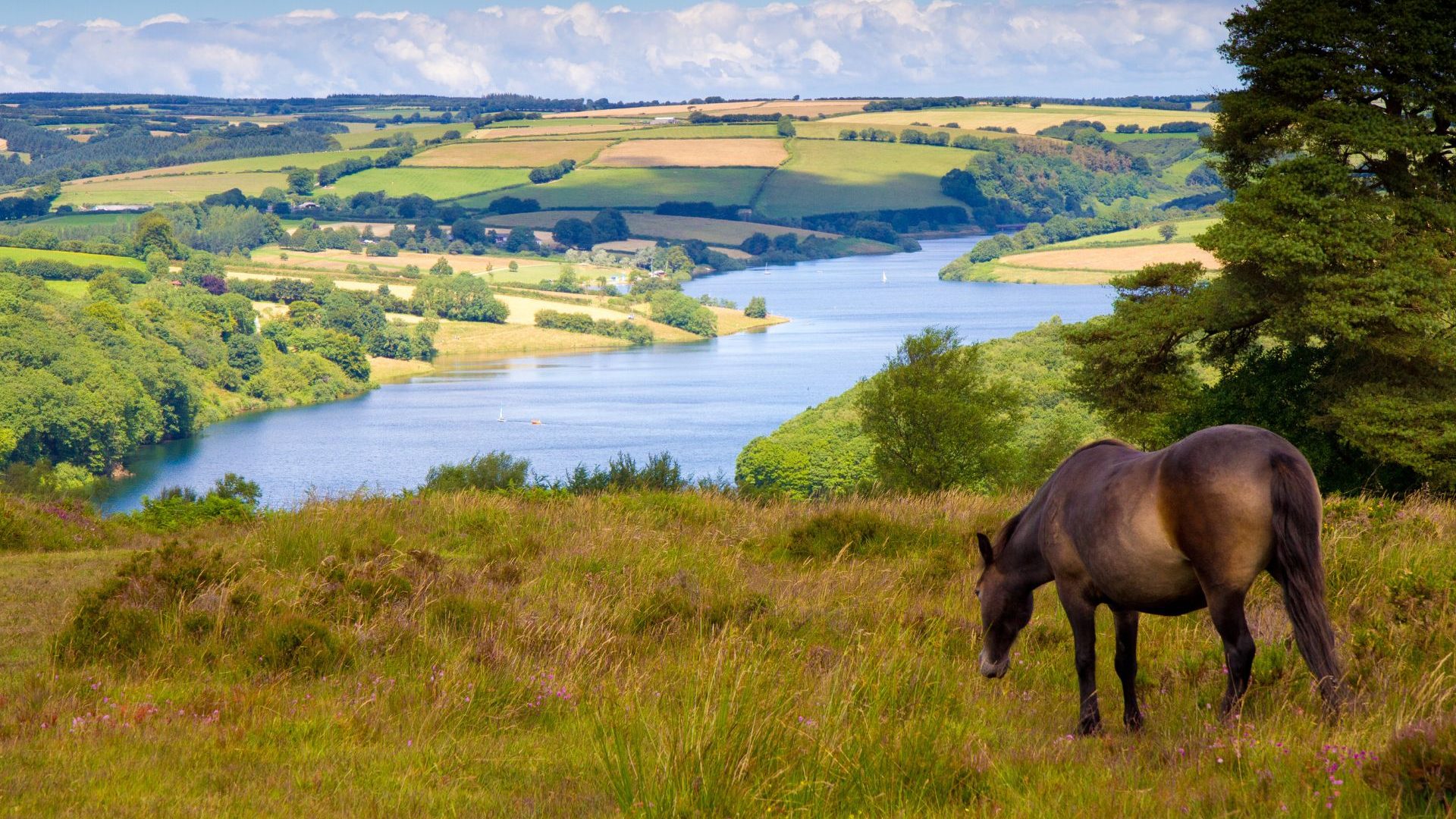 Pony on a hill overlooking a lake n Exmoor National Park