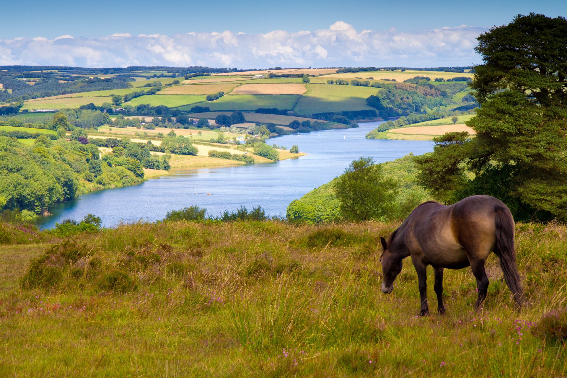 Pony on a hill overlooking a lake n Exmoor National Park