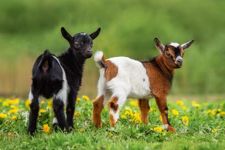 Two cute and small goats in a field at a farm in summer