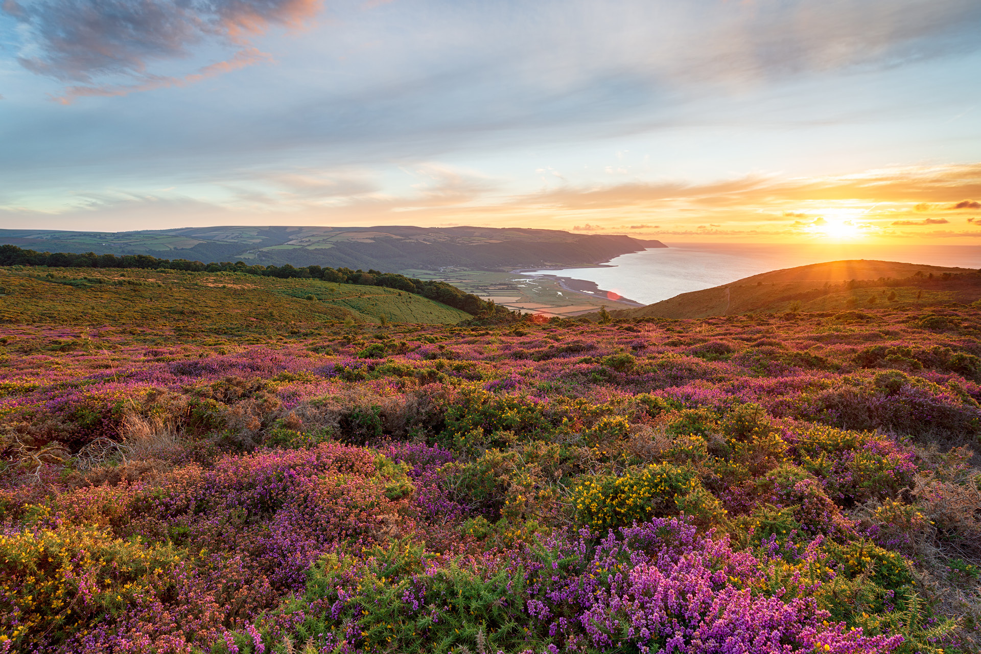 Purple heather in August in the foreground of the view of Exmoor National Park
