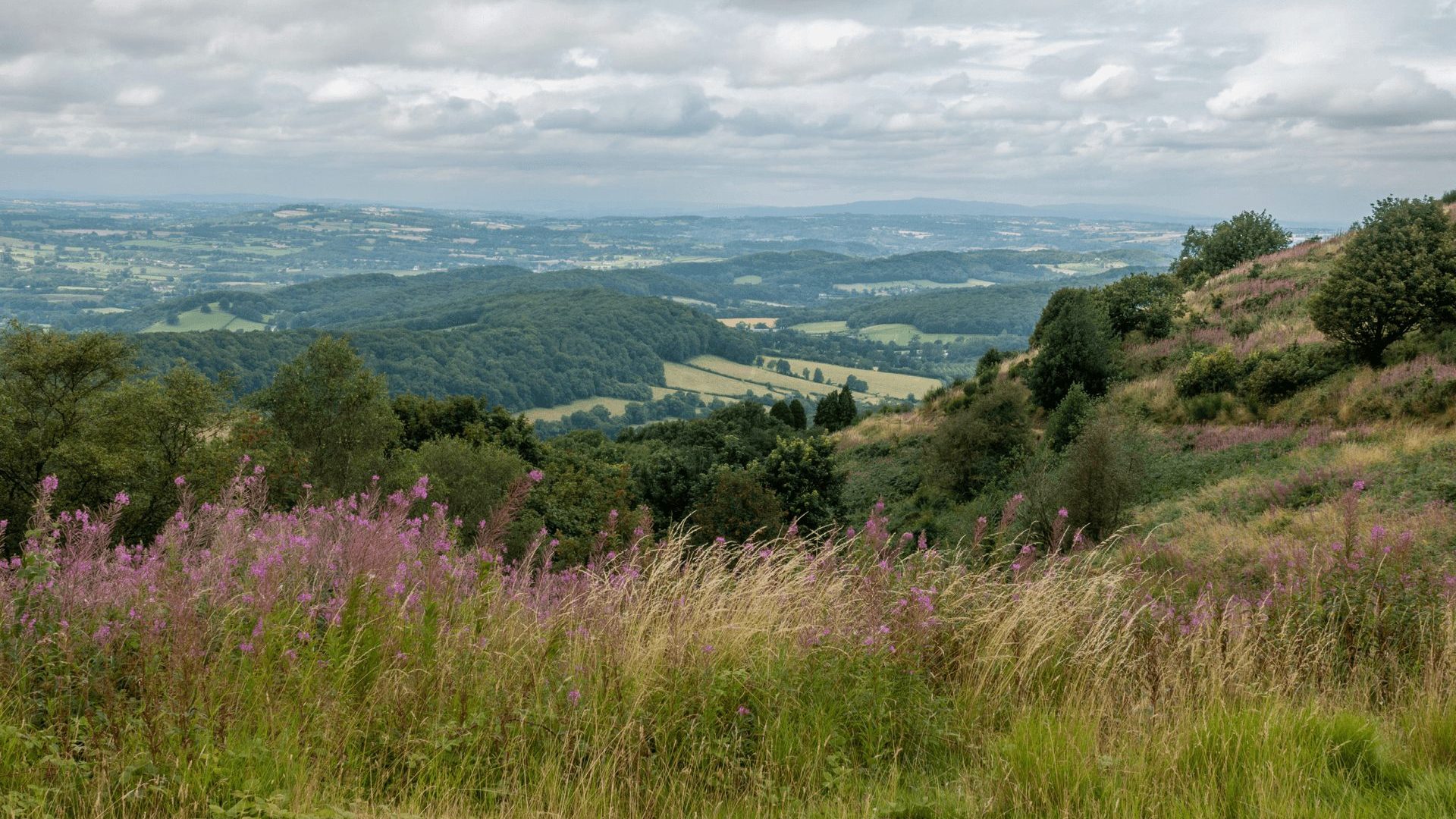 A beautiful view of the Malvern Hills with wild flowers in the foreground