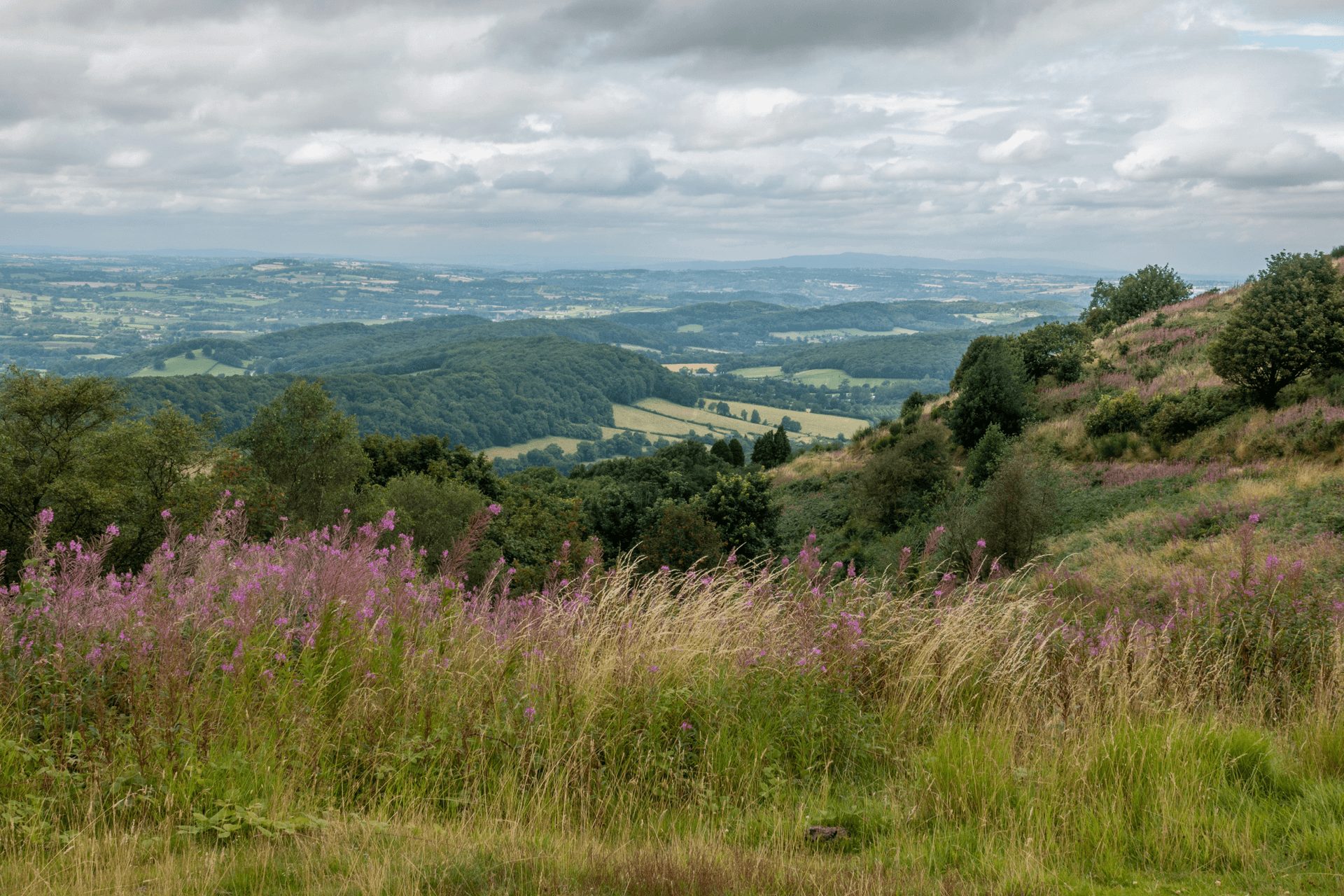 A beautiful view of the Malvern Hills with wild flowers in the foreground