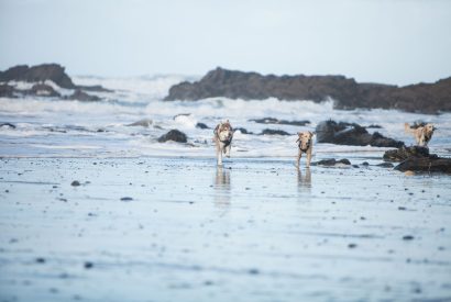 A dog friendly beach near to Millook View Farmhouse, Cornwall