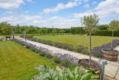 The lavender lined pathway at Milk Barn, Cotswolds
