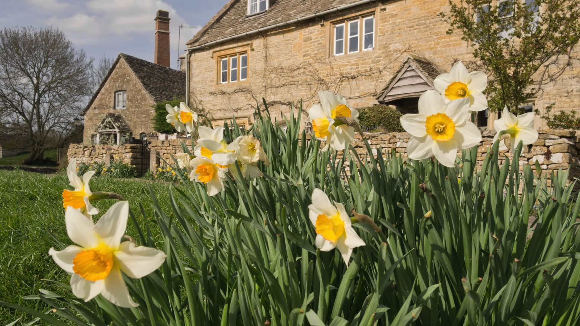 Cotswolds daffodils