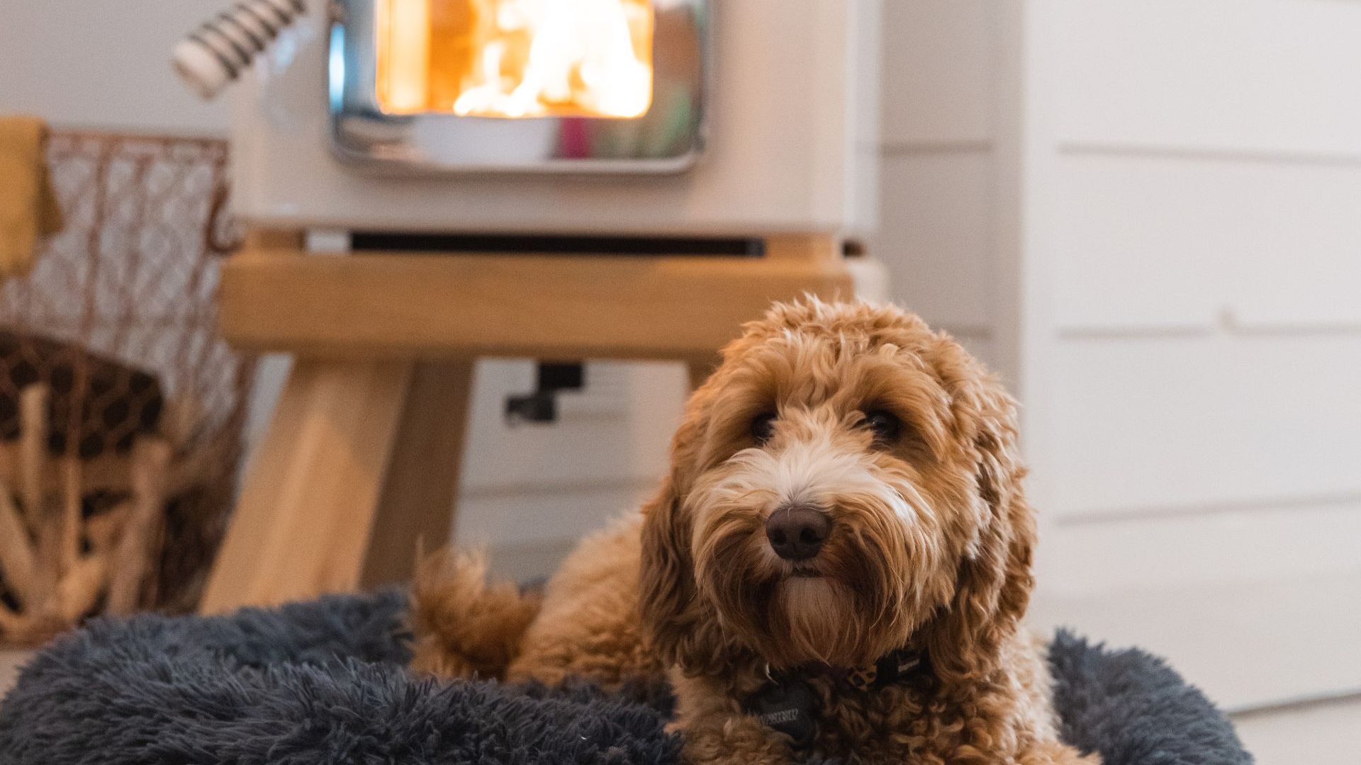 Dog sitting beside fireplace