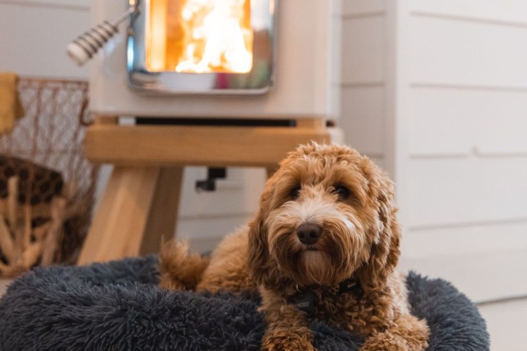 Dog sitting beside fireplace