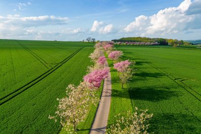 The drive lined with cherry blossoms at The Hideaway, Yorkshire