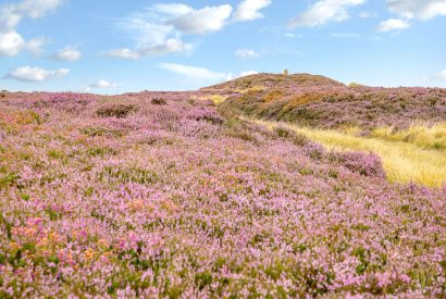 The heathers surrounding High Moor Cottage, Yorkshire