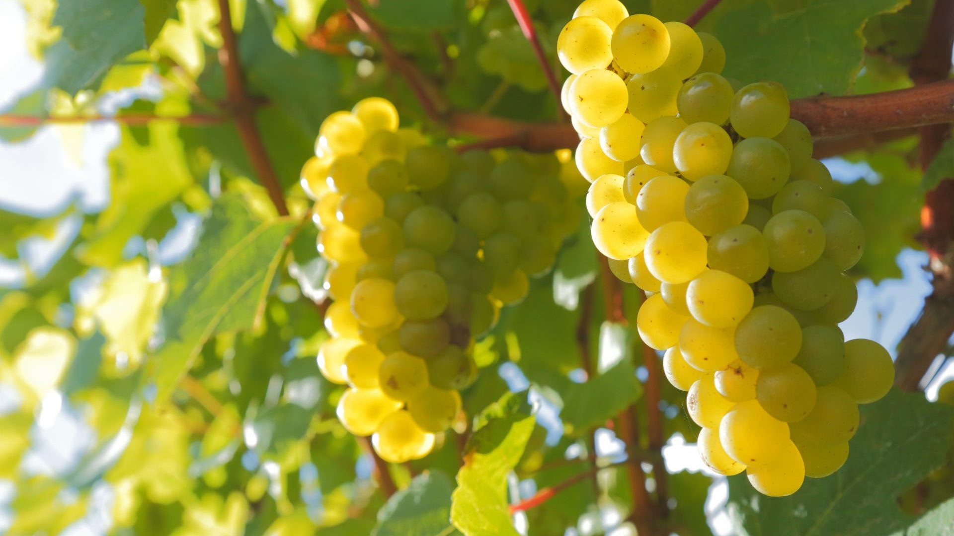 Grapes at a Vineyard