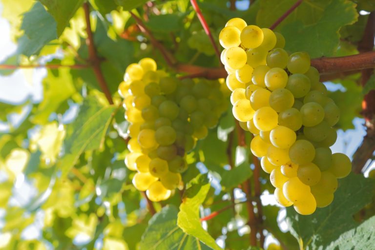 Grapes at a Vineyard